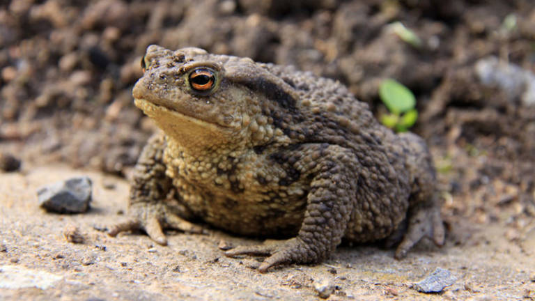 erdkr-te-bufo-bufo-stiftung-schoellerhof