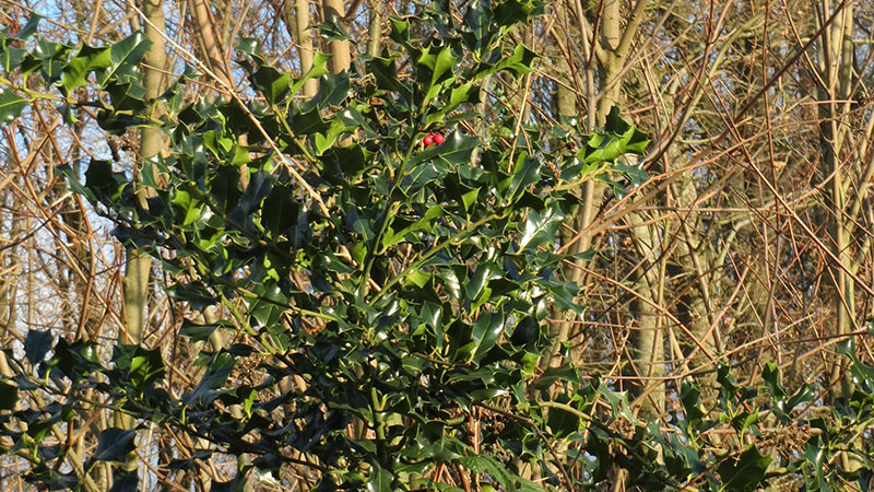 Stechpalme <br />(Ilex aquifolium)