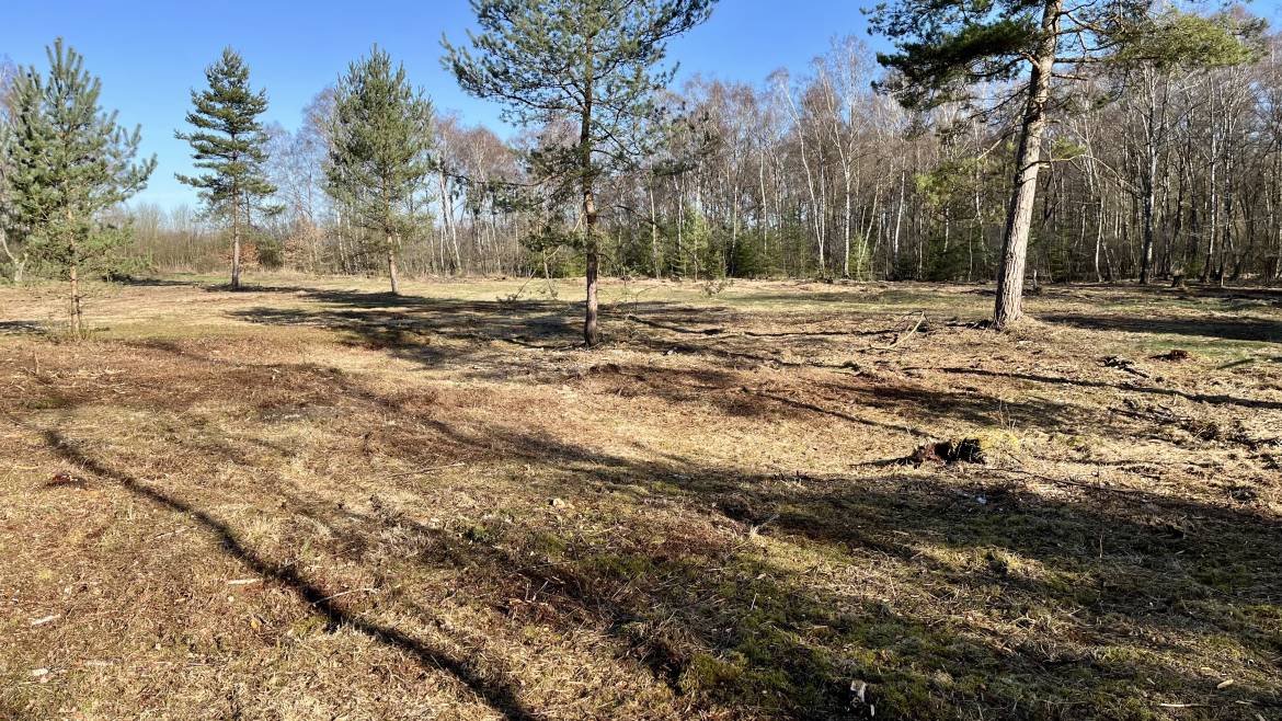 Freistellung ehemaliger Heidefläche & Nachbarschaftsfest